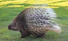 Porcupine