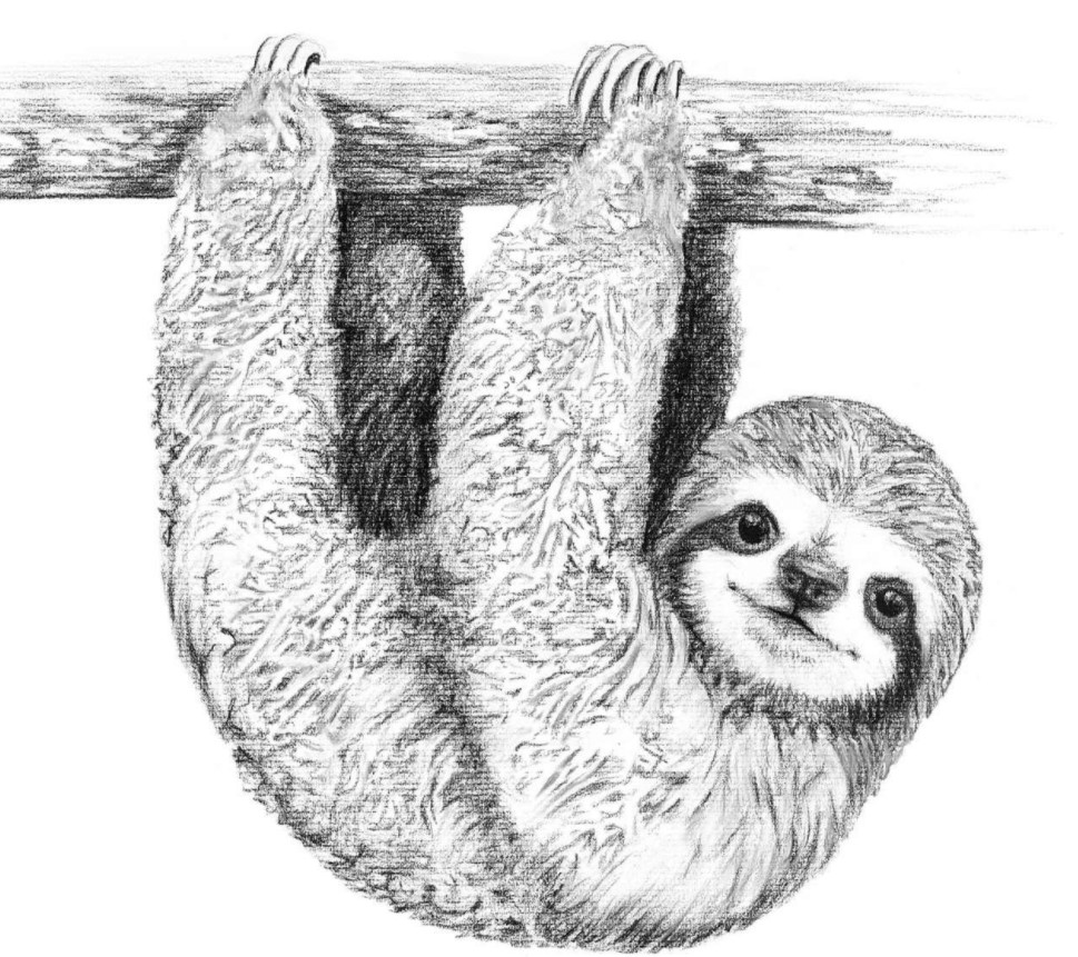 sloth