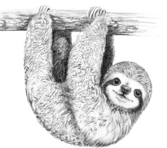 sloth